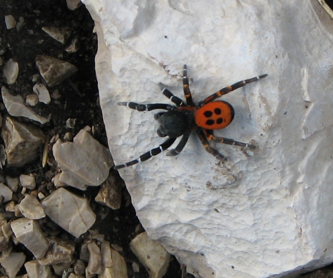 Eresus sp.